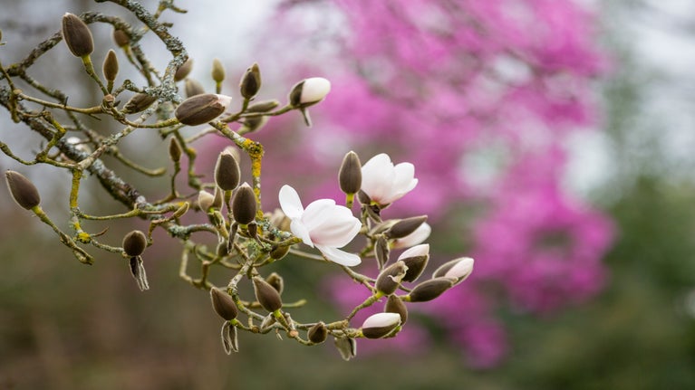 pink magnolia blossom